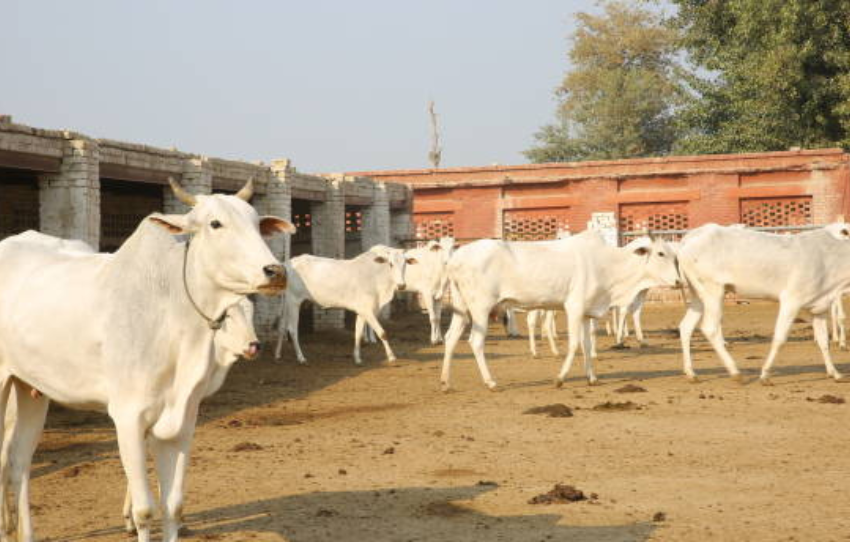 Cholistani cow