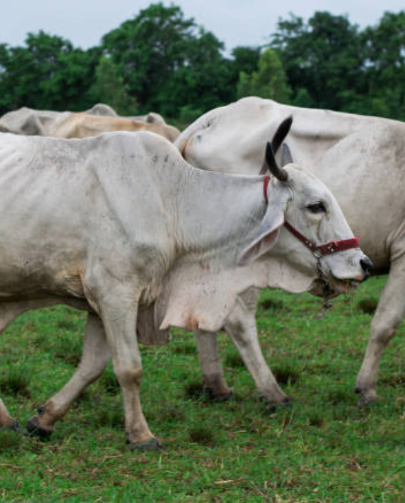Cholistani breed detail