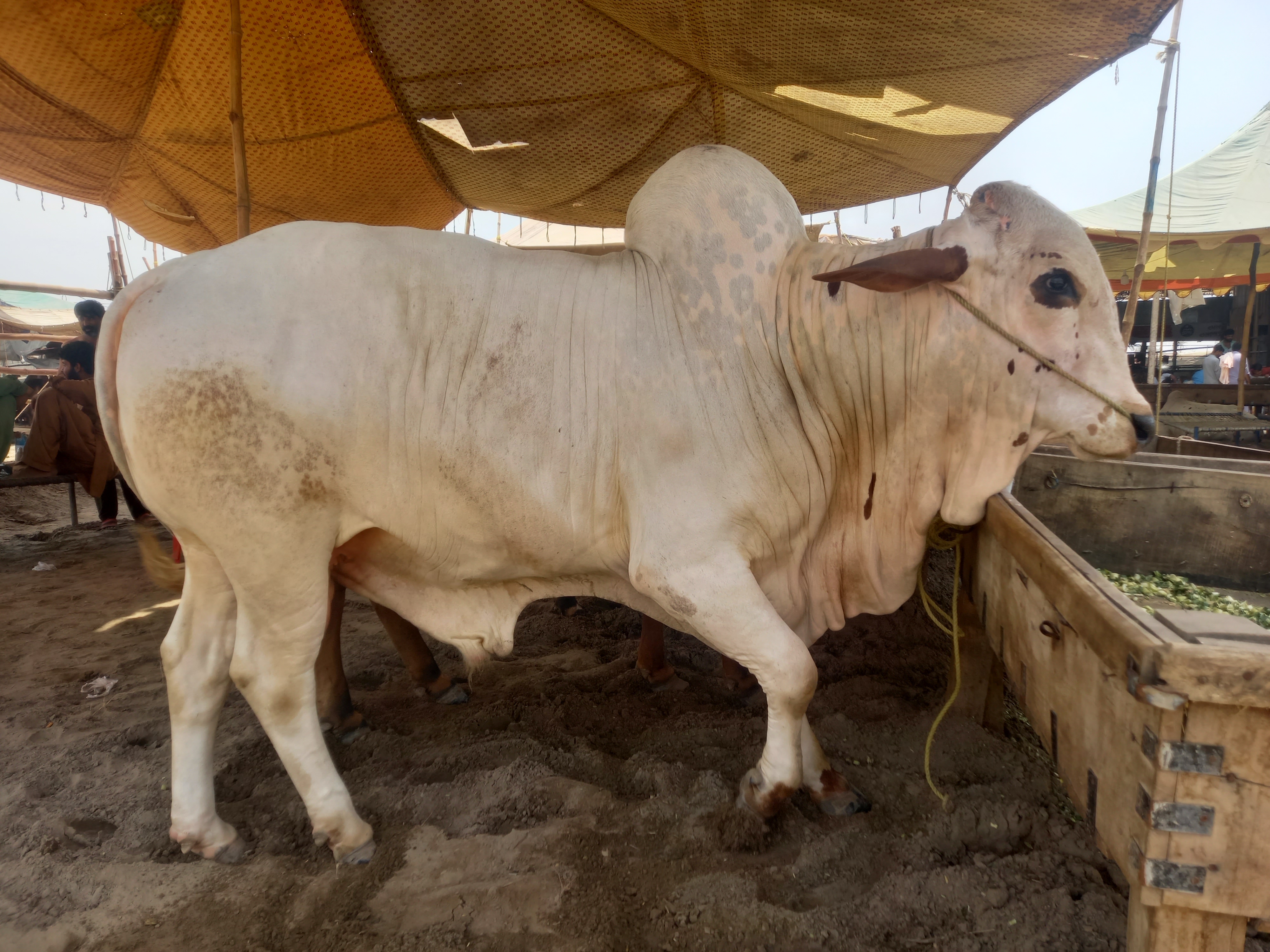 Fateh Jangi cattle