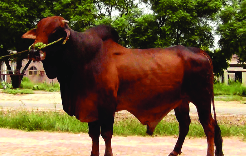 Sahiwal bull