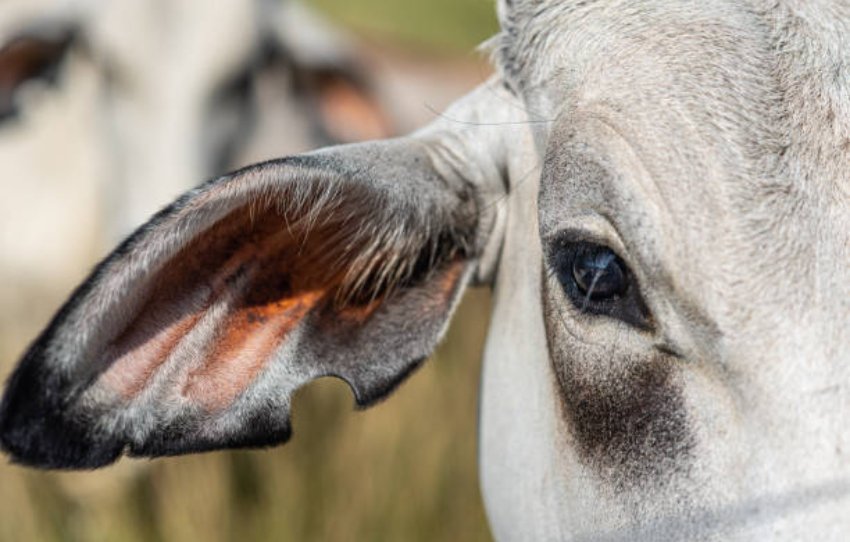 Sibbi cattle