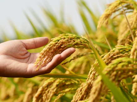 Modern cultivation technology